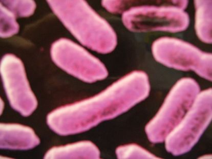 Bild Mikrobiologische Therapie